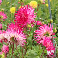Dutch Explosion Dahlia Knöl