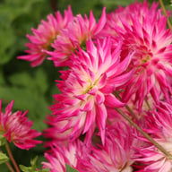 Dutch Explosion Dahlia Tuber