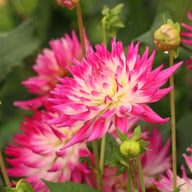 Dutch Explosion Dahlia Tuber