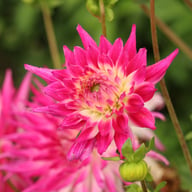 Dutch Explosion Dahlia Tuber