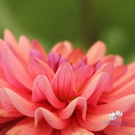 Dutch Pearl Dahlia Tuber