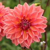 Dutch Pearl Dahlia Tuber