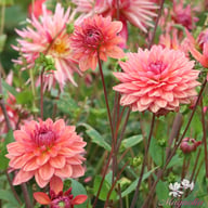 Dutch Pearl Dahlia Tuber