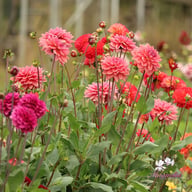 Dutch Pearl Dahlia Tuber