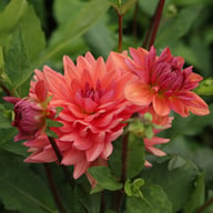 Dutch Pearl Dahlia Tuber