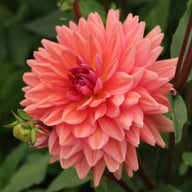 Dutch Pearl Dahlia Tuber