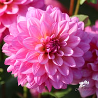Dutch Silence Dahlia Tuber