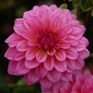 Dutch Silence Dahlia Knöl
