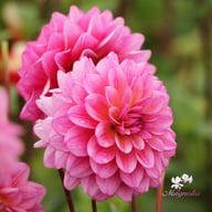 Dutch Silence Dahlia Tuber