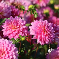 Dutch Silence Dahlia Tuber