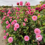 Dutch Silence Dahlia Tuber