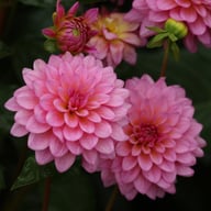 Dutch Silence Dahlia Knöl
