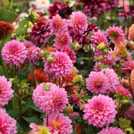 Dutch Silence Dahlia Knöl