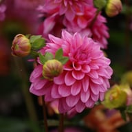 Dutch Silence Dahlia Knöl