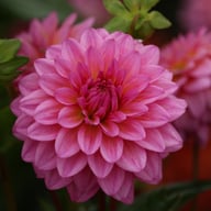 Dutch Silence Dahlia Knöl