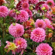 Dutch Silence Dahlia Knöl
