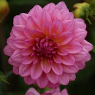 Dutch Silence Dahlia Knöl