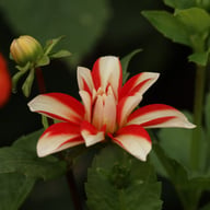 Dynamite Dahlia Knöl