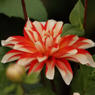 Dynamite Dahlia Knöl