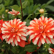 Dynamite Dahlia Knöl