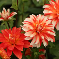 Dynamite Dahlia Knöl