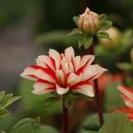Dynamite Dahlia Knöl