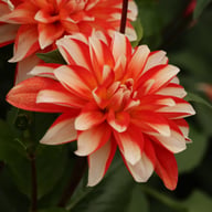Dynamite Dahlia Knöl