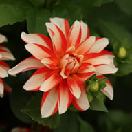 Dynamite Dahlia Knöl