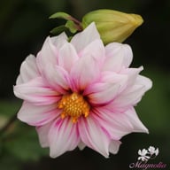 Edge of Joy Dahlia Tuber