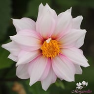 Edge of Joy Dahlia Tuber