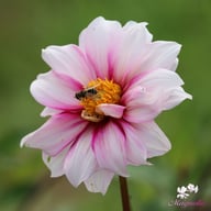 Edge of Joy Dahlia Tuber
