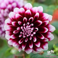 Edinburgh Dahlia Knöl