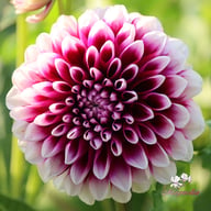 Edinburgh Dahlia Knöl