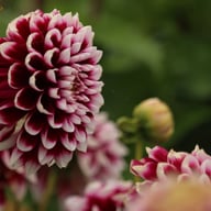 Edinburgh Dahlia Tuber