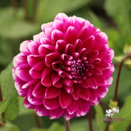 Edinburgh Dahlia Knöl