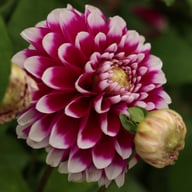 Edinburgh Dahlia Tuber
