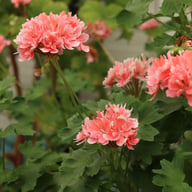 Edwards Finn Pelargonium Cutting