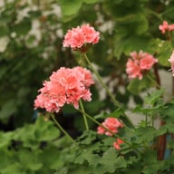 Edwards Finn Pelargonium Cutting