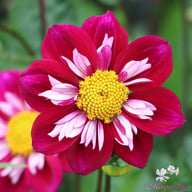 Eefje Dahlia Knöl