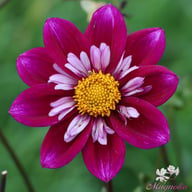 Eefje Dahlia Knöl