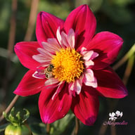 Eefje Dahlia Knöl