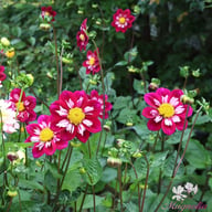 Eefje Dahlia Knöl