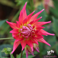 Electric Flash Dahlia Tuber