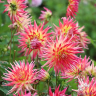 Electric Flash Dahlia Tuber