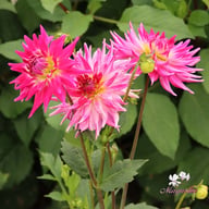 Electric Light Dahlia Tuber