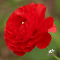 Elegance Cioccolato Ranunculus Corm