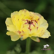 Elegance Giallo Striato Ranunculus Corm