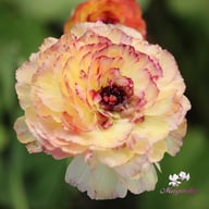 Elegance Giallo Striato Ranunculus Corm