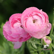 Elegance Rosa Chiaro Ranunkel Knöl