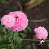 Elegance Rosa Chiaro Ranunkel Knöl